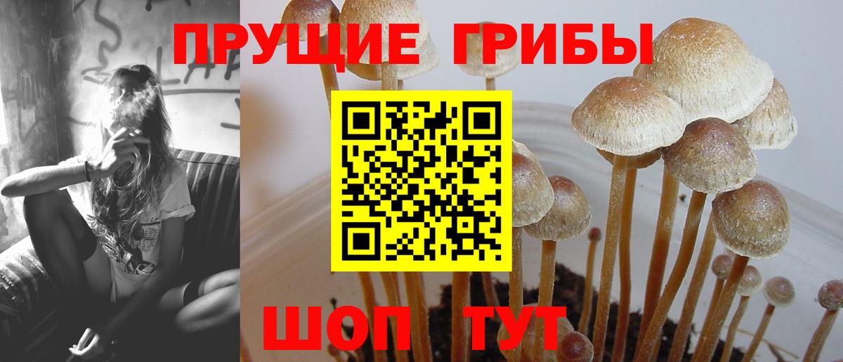 Железногорск  где можно купить   Вход с VPN  Псилоцибиновые грибы мицелий 